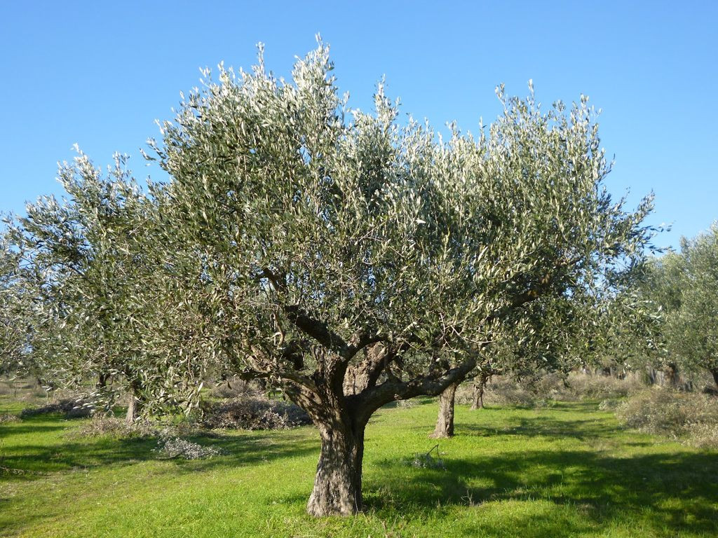 Έφτασε στην Ελλάδα το βακτήριο που ξεραίνει τις ελιές – Συναγερμός στις Αρχές